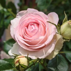 Rosa 'Eden Rose85' ®